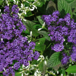 Heliotropo