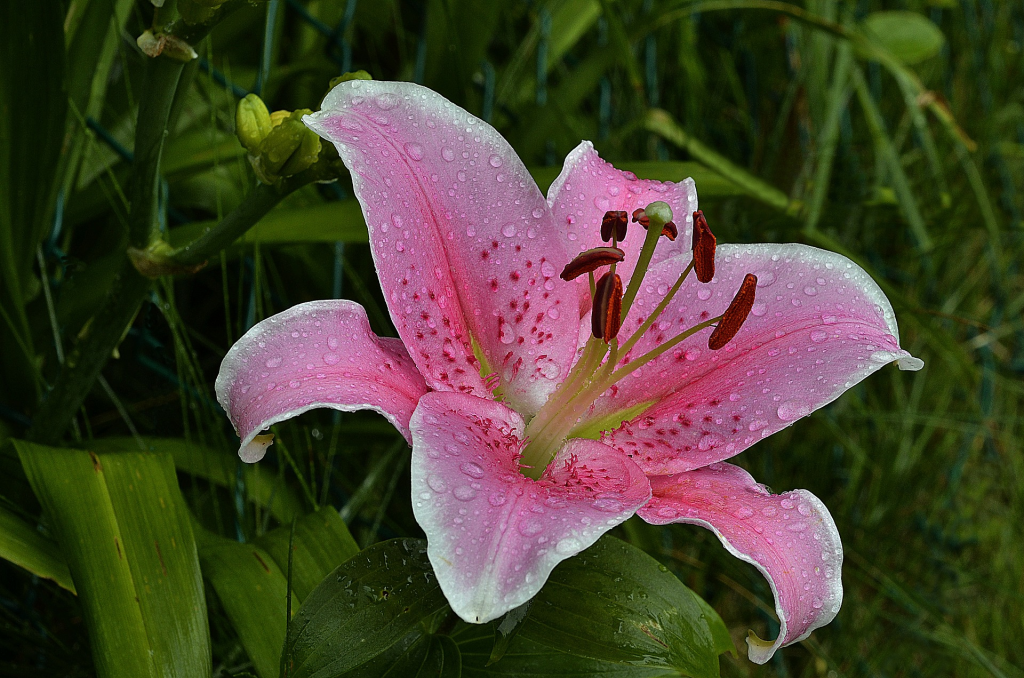 Lirio Stargazer