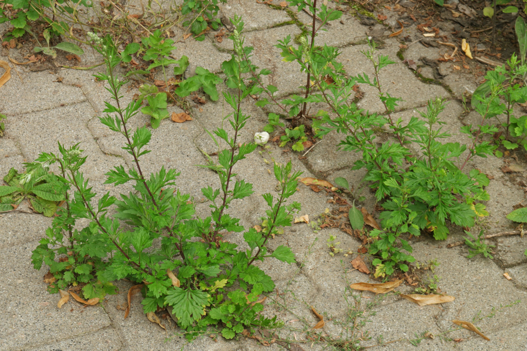 Artemisia vulgaris