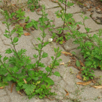 Artemisia vulgaris