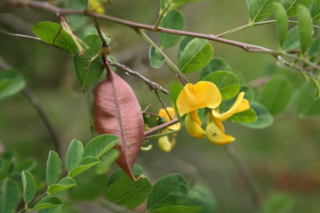 Espantalobos
